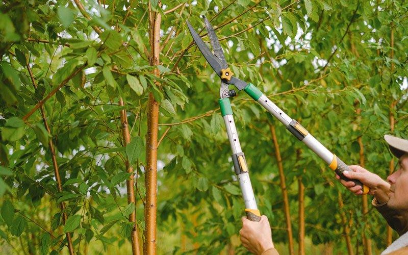Tree trimming in Levelock, AK